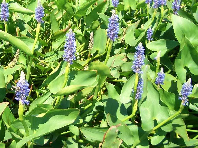 Pontederia cordata