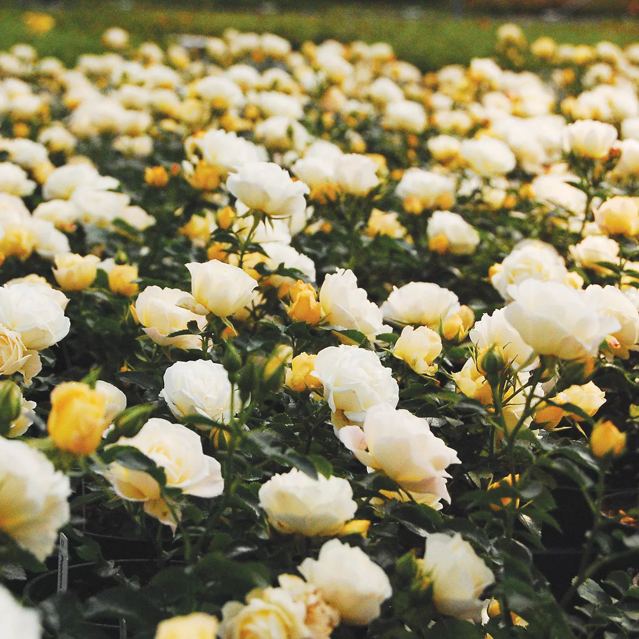 Popcorn Drift Rose Bush – 1 Gallon / Single