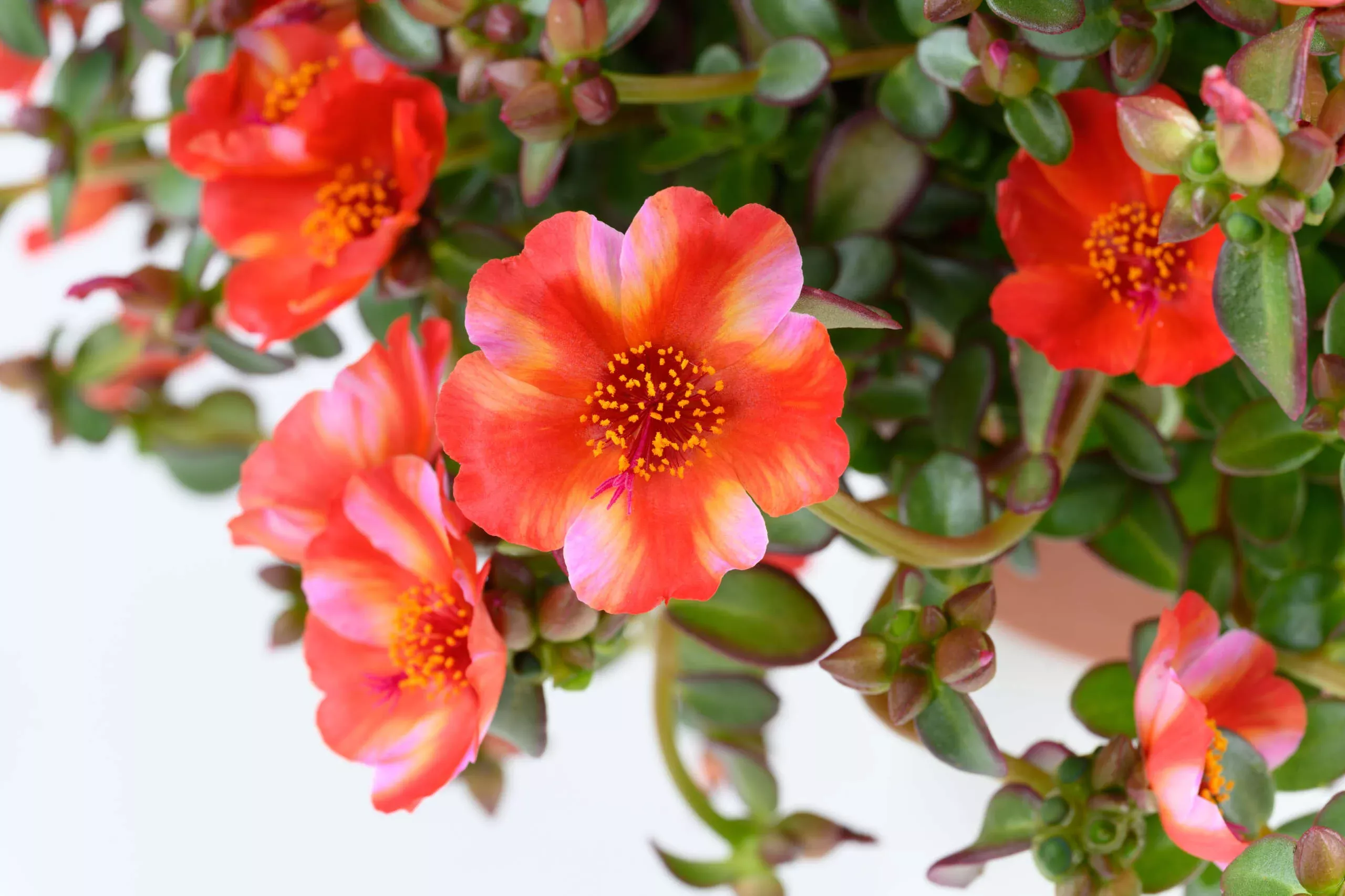 Portulaca Mega Pazzaz Tropical Twist