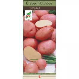 Potato Red Norland 1#