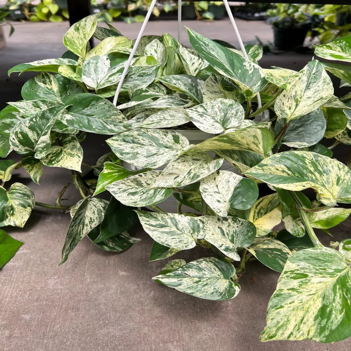 Pothos’Marble Queen ’ Hanging Basket 8 ”