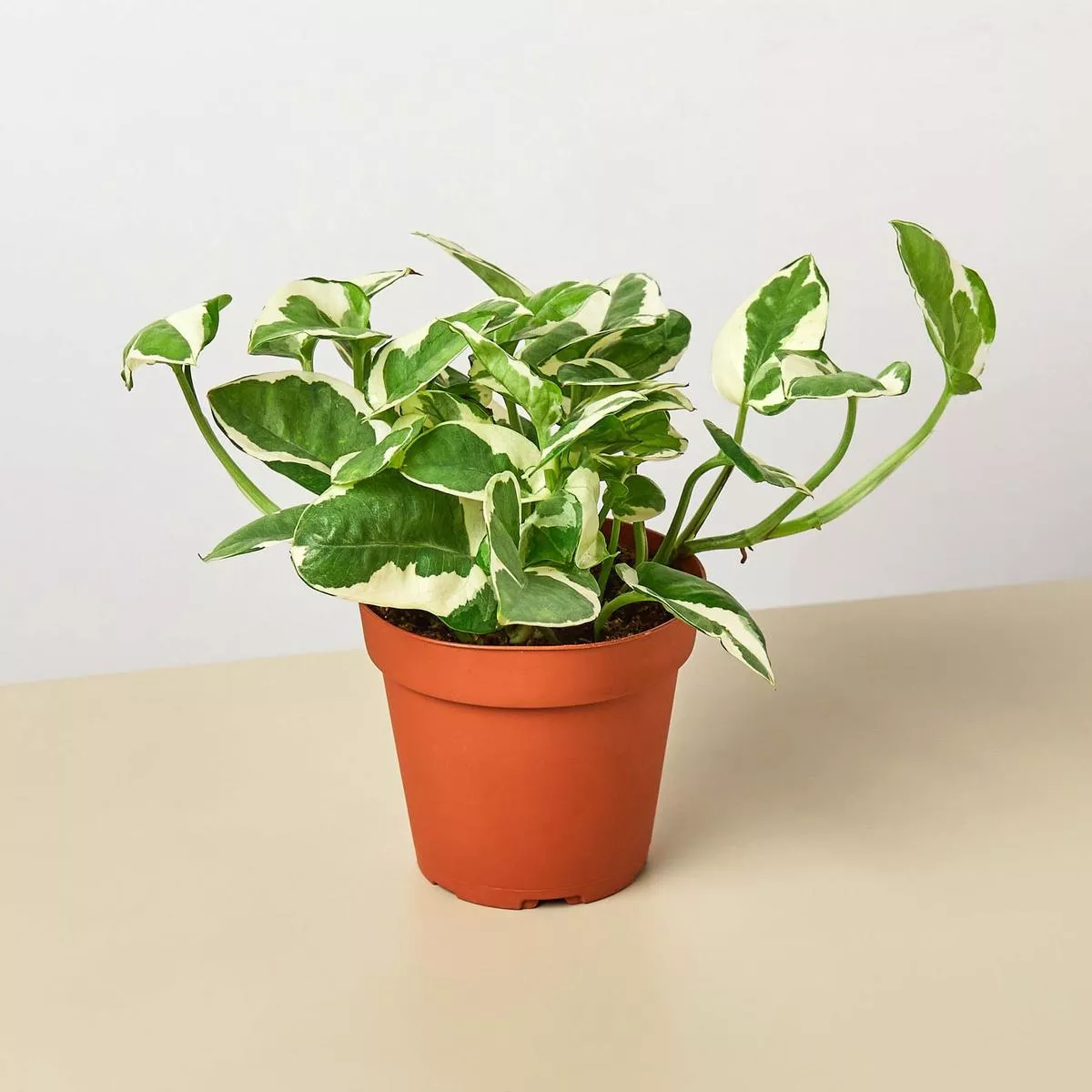 Pothos’N ’joy ’