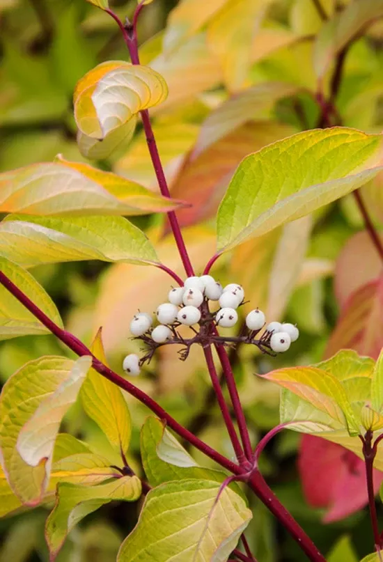 Prairie Fire Red Twig Dogwood