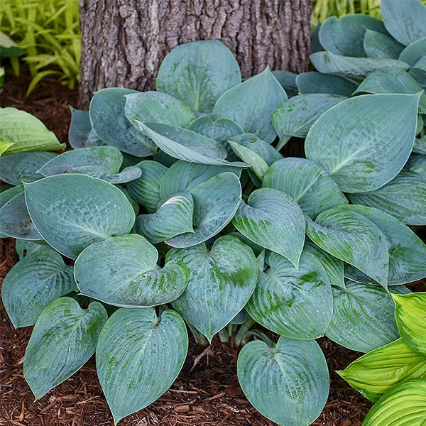 Prairie Sky Hosta – #1 Container