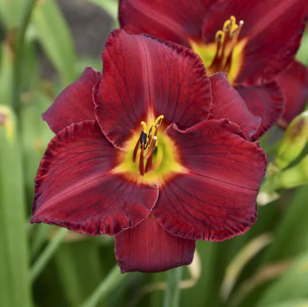 Prairie Wildfire Hemerocallis (Daylily)