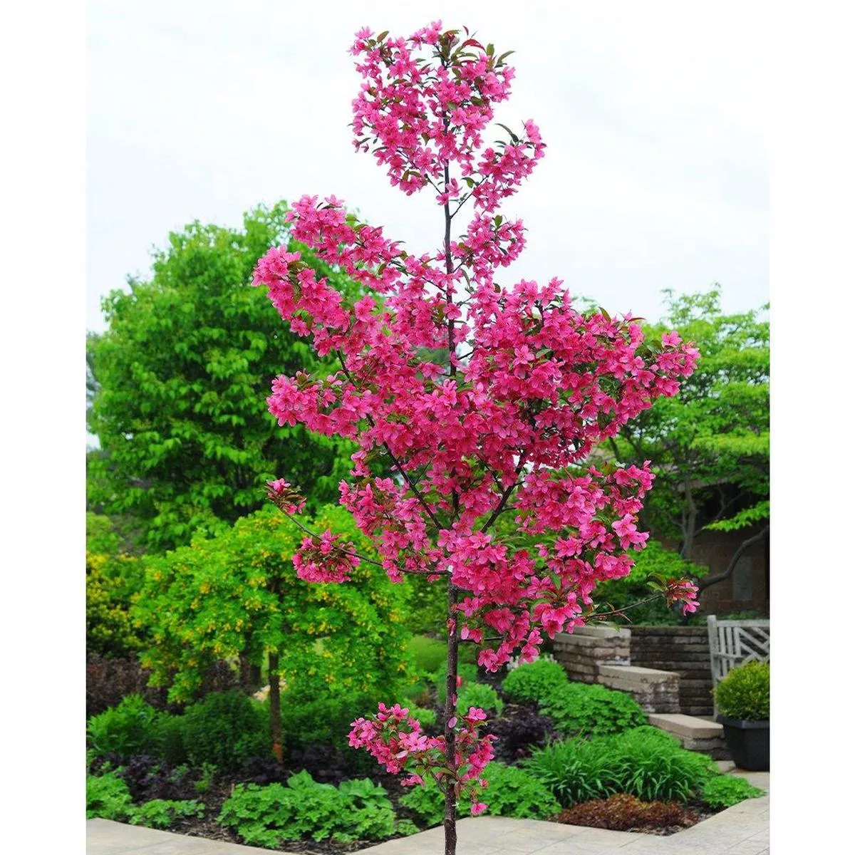 Prairiefire Crabapple# 7 Container