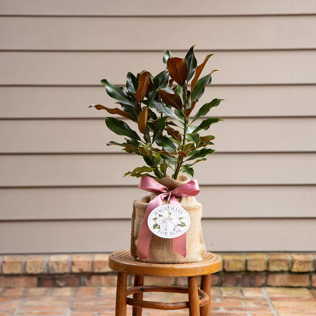 Pre-Potted Magnolia Tree 6 ”