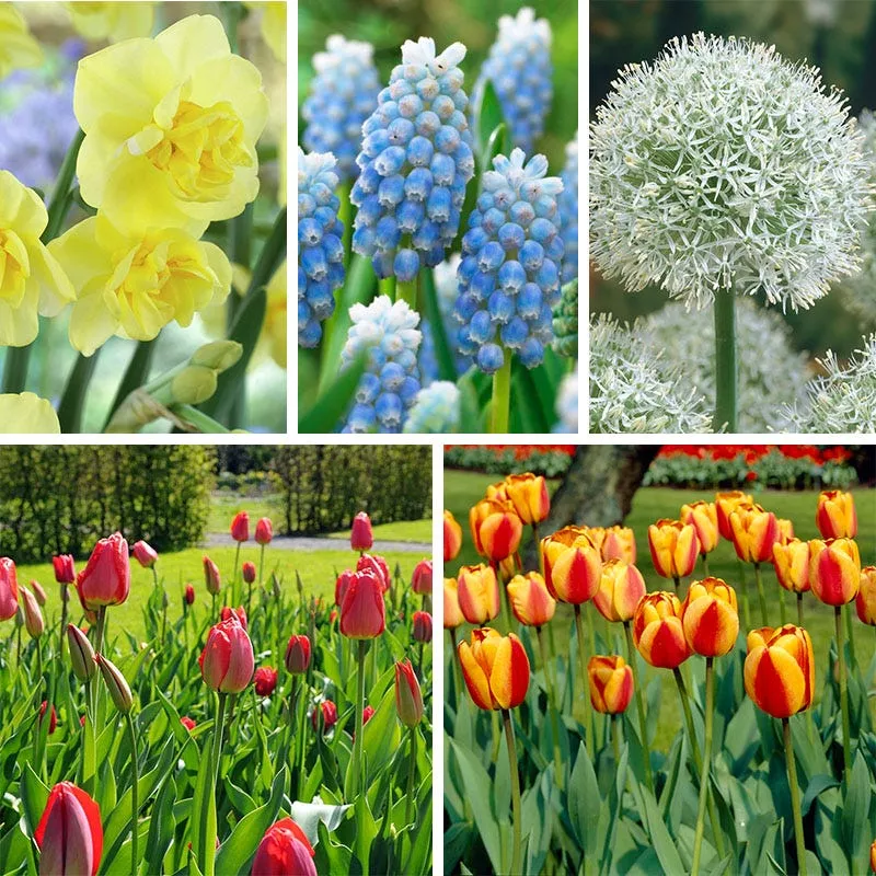Premier Flower Bulb Collection