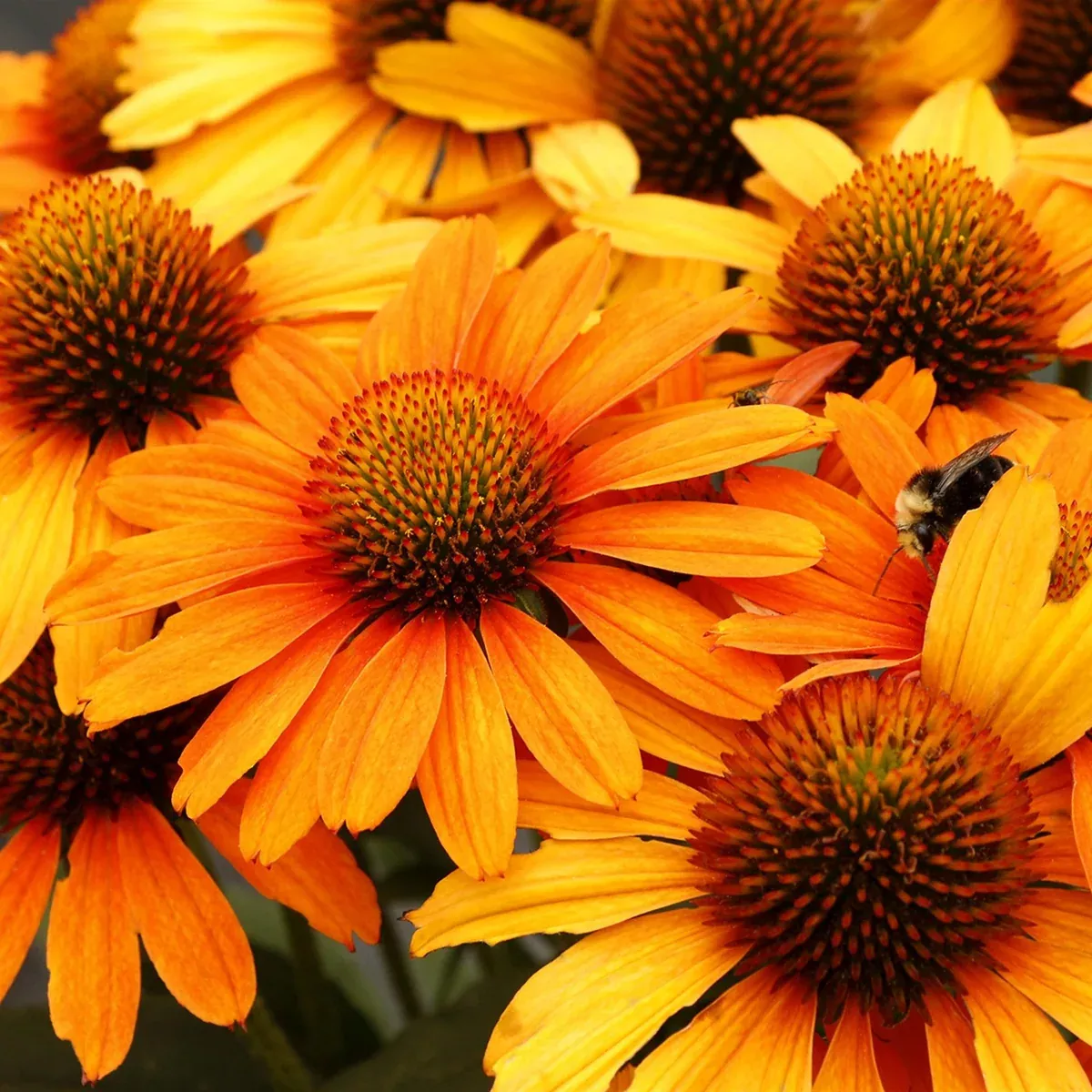 Prima Saffron Echinacea (Coneflower)
