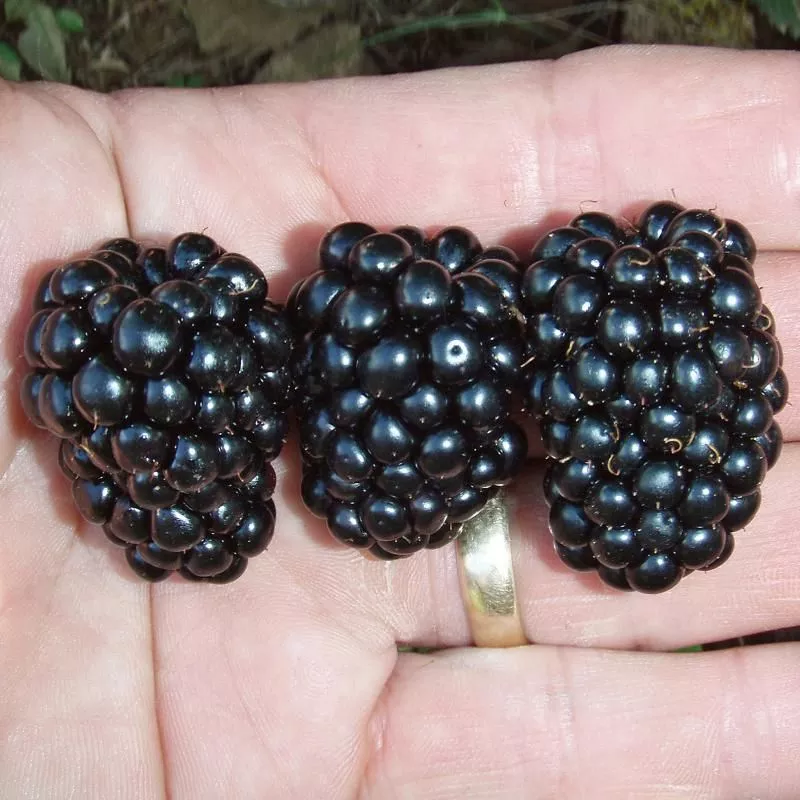 Prime-Ark 45 Primocane Blackberry Plant