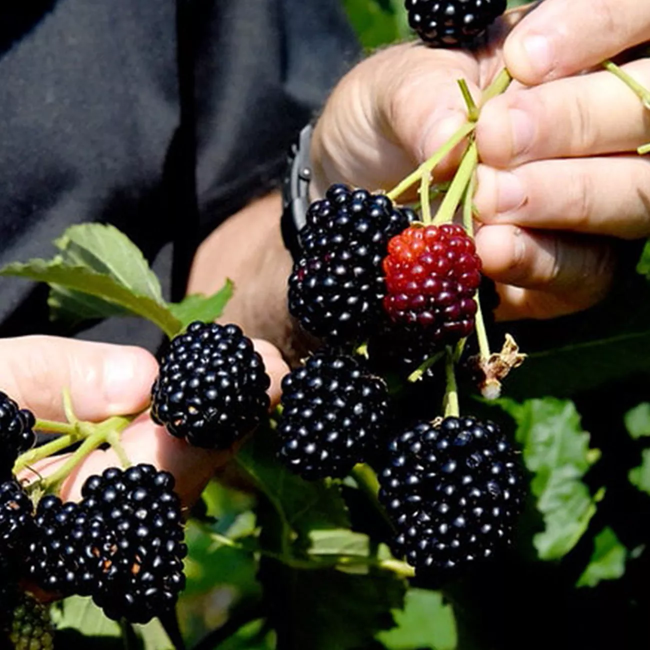 Prime Ark Freedom Blackberry Bush – 1 Gallon