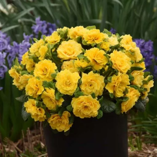 Primula BELARINA 'Spring Sun' - One Quart Pot
