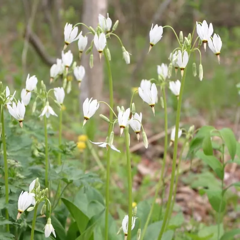Primula meadia – Shooting Star (H.HMR.NB.OP)