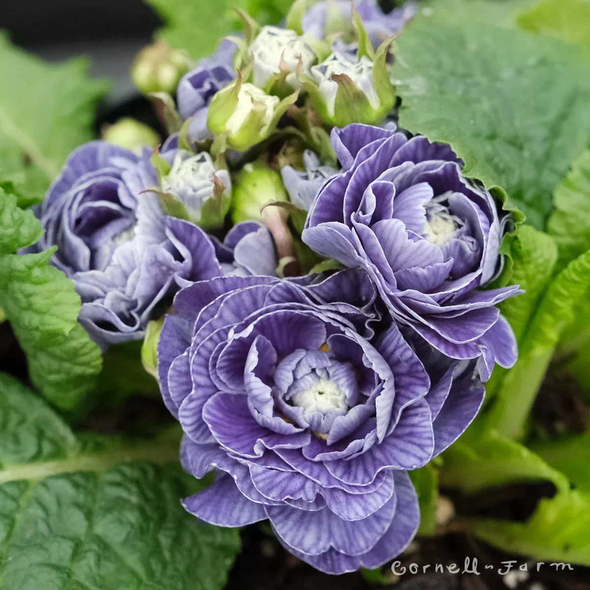 Primula v. Belarina Baltic Blue Qrt.