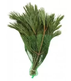 Princess Pine Bunched Mess Pack - 72478-8573