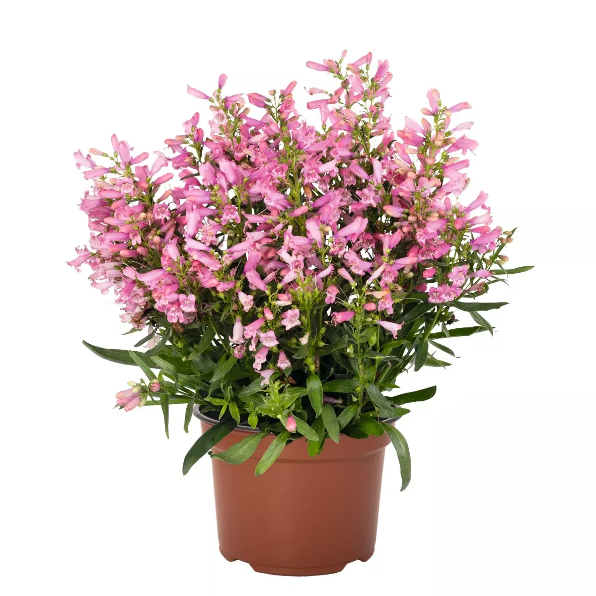 Pristine Primrose Penstemon (Beardtongue)