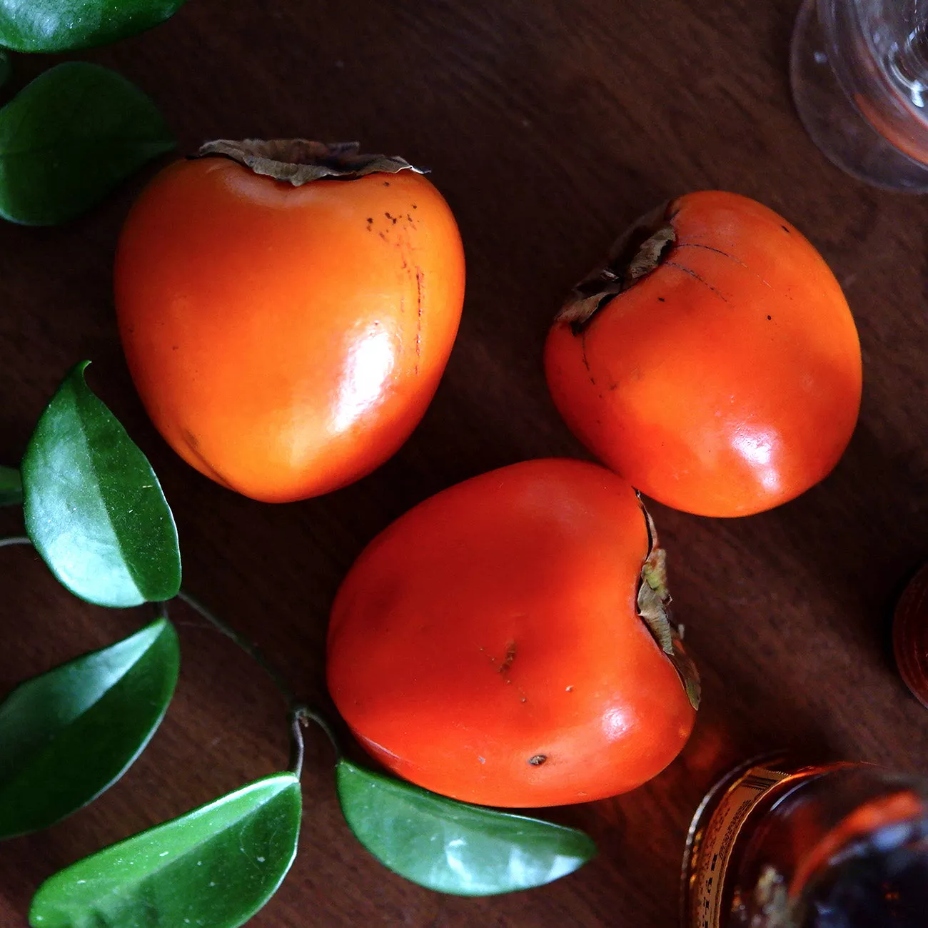 Prok Persimmon Tree – 2-3 ft