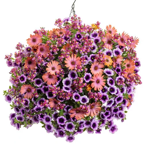 Proven Winners 'Bloom Moon' Combination Kit