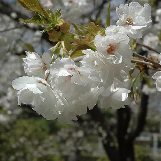 Prunus serrulata ‘Mt. Fuji’