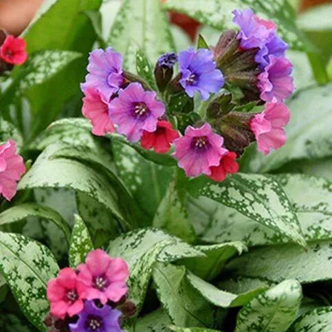 Pulmonaria ‘Majeste’
