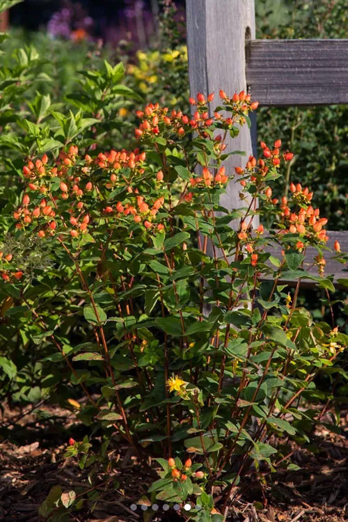 Pumpkin Hypericum (St. Johns Wort) - 3 Gallon Pot