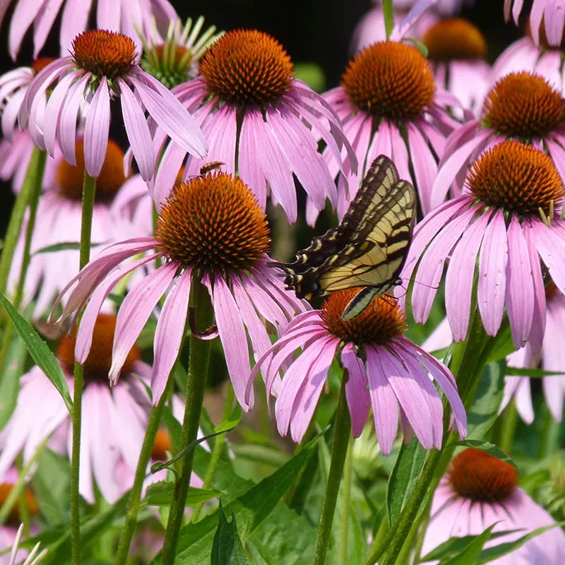 Purple Coneflower Seeds