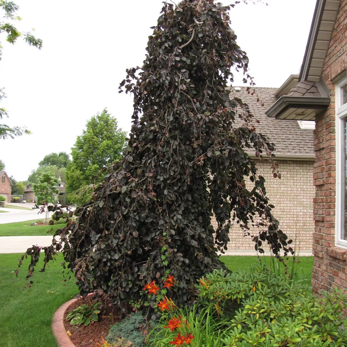 Purple Fountain European Beech