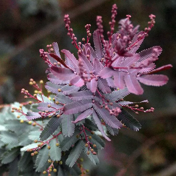 Purple-Leaf Acacia – 5 Gallon ( 3 – 4 ft. )