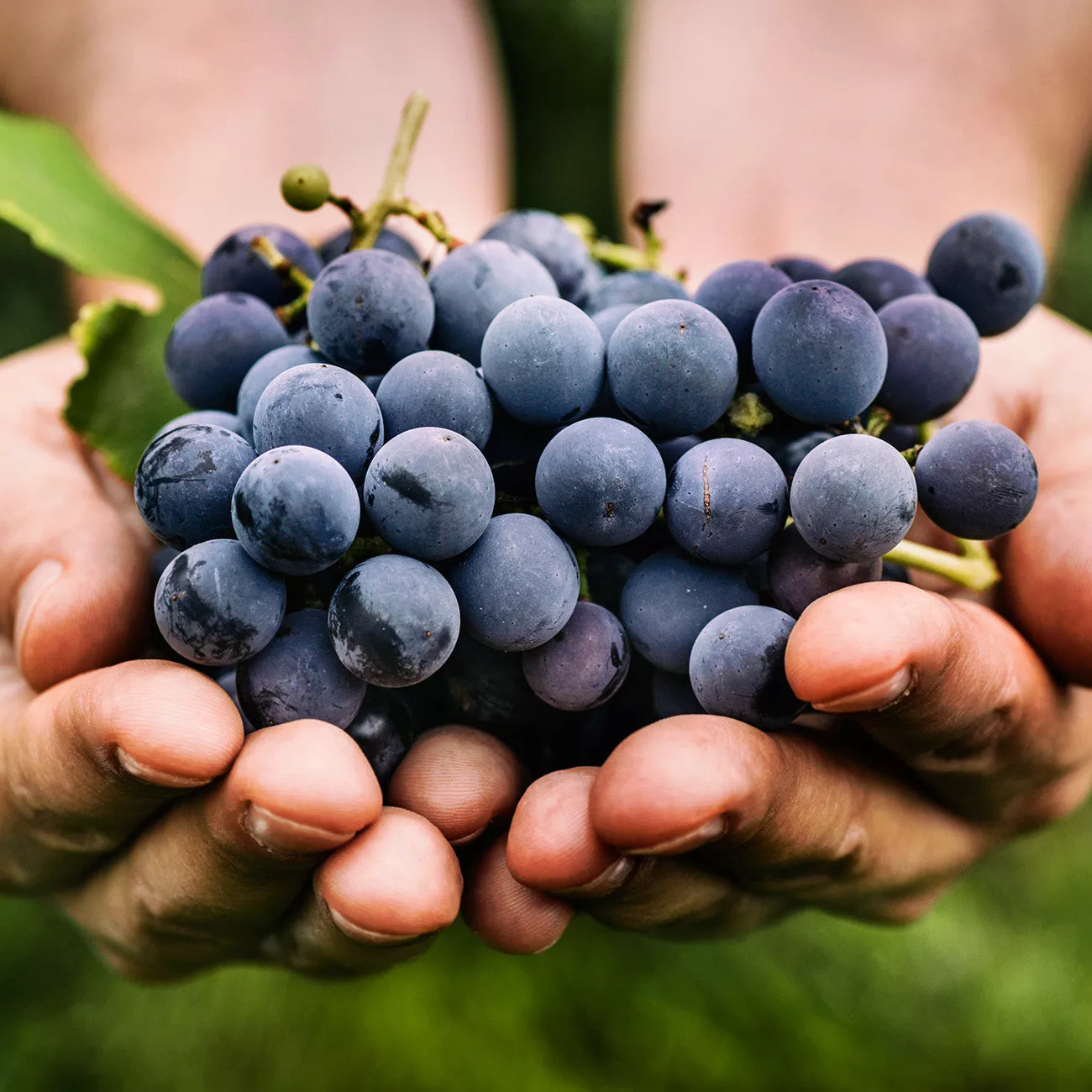 Purple Mars Grape Vine – 1 Gallon / Single