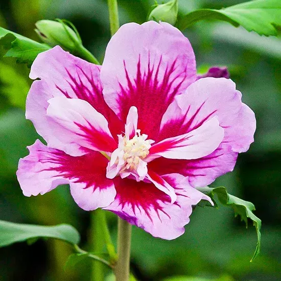 Purple Pillar Hibiscus