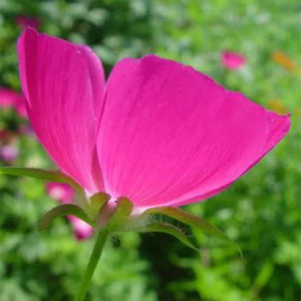 Purple Poppy Mallow – #2 Container