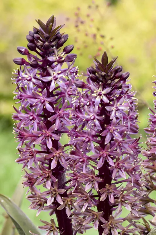 Purple Reign Pineapple Lily (Eucomis) - 1 Gallon Pot