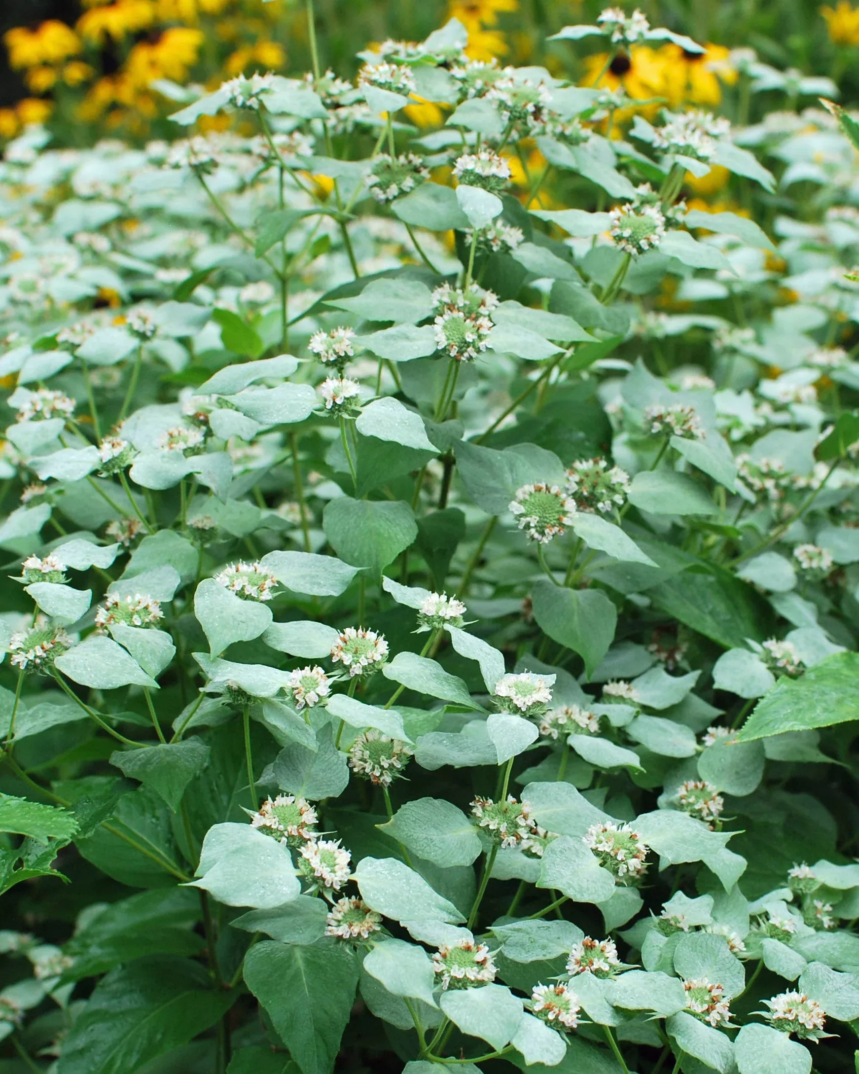 Pycnanthemum muticum (Clustered Mountainmint)