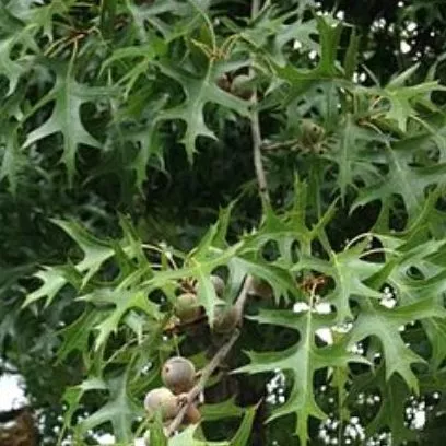 Quercus coccinea / Scarlet Oak
