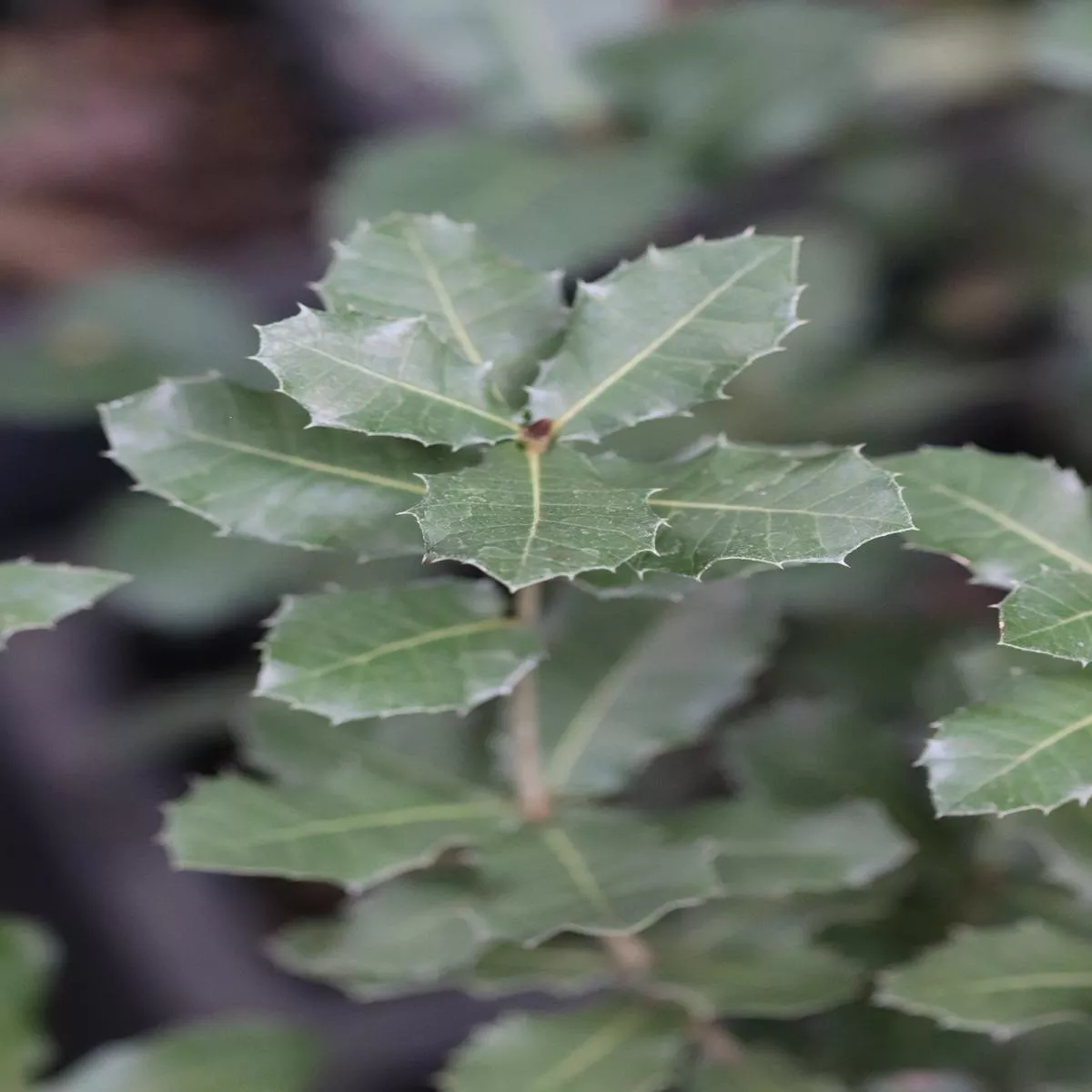 Quercus ithaburensis