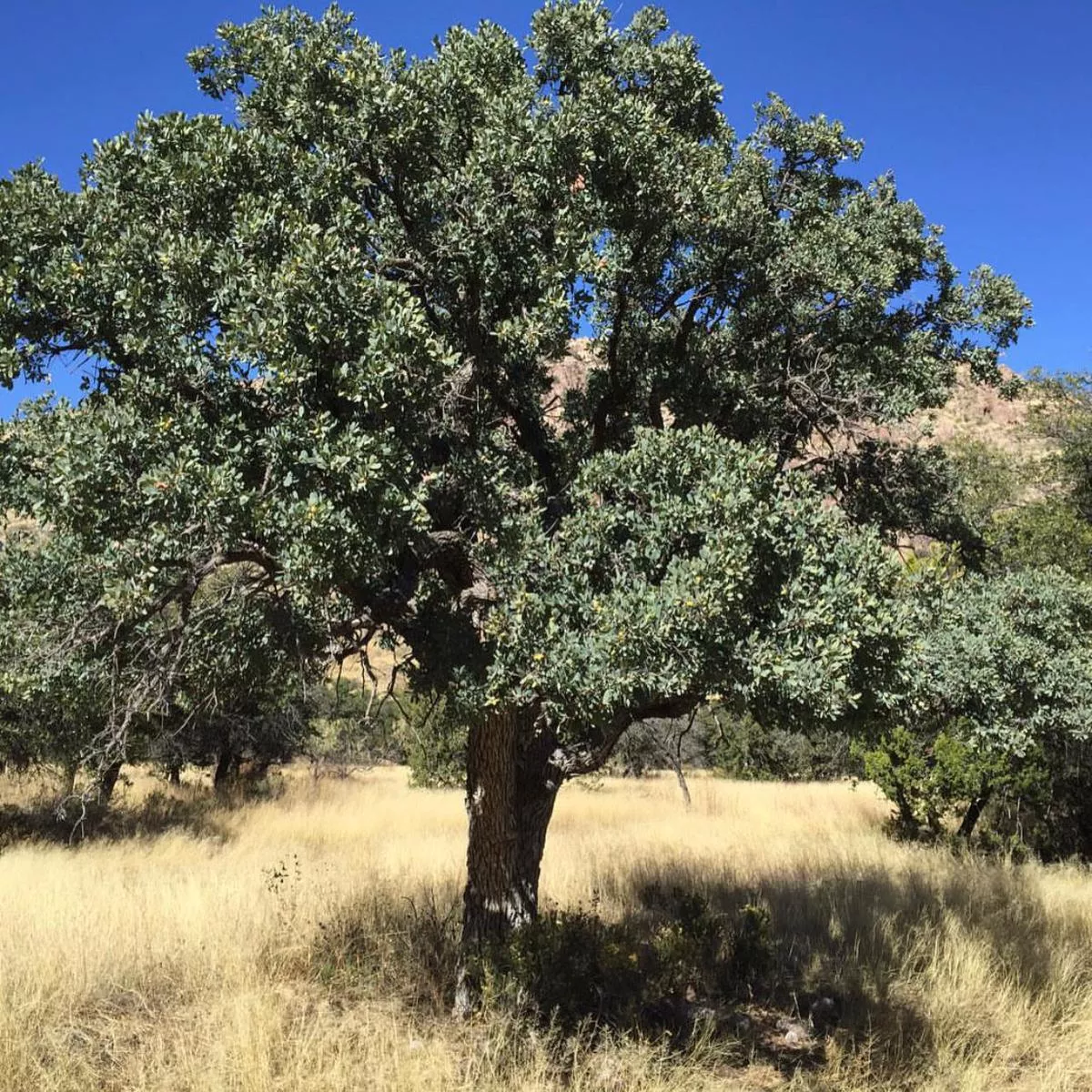 Quercus oblongifolia 10108