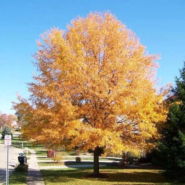 Quercus phellos (Willow Oak)