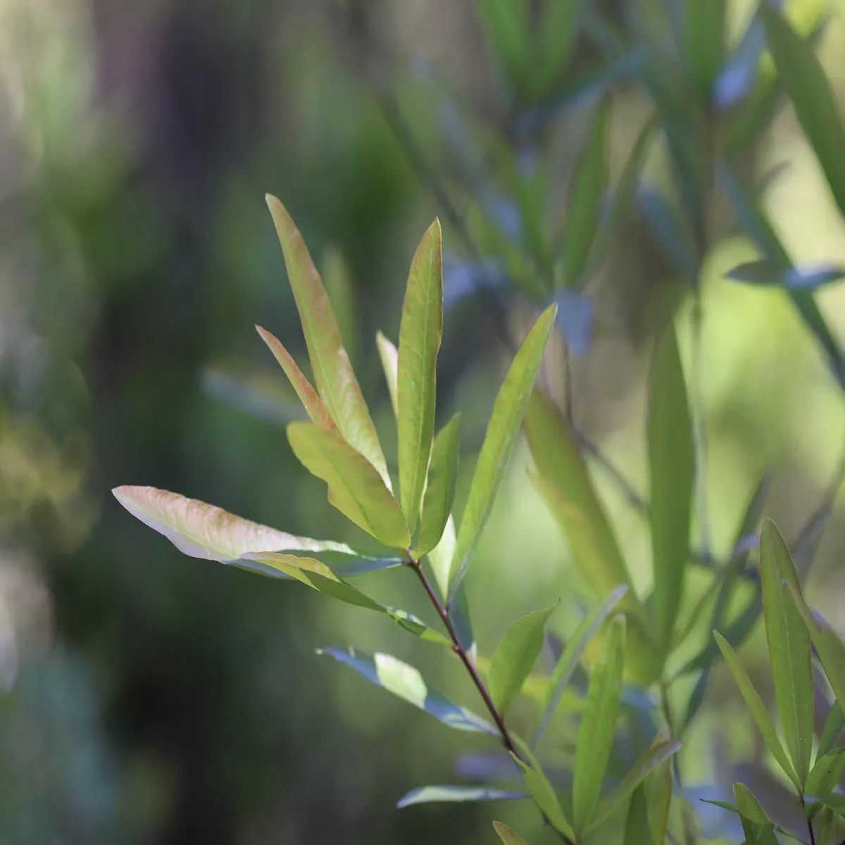 Quercus phellos