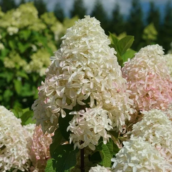 Quick Fire Fab Panicle Hydrangea – #3 Container