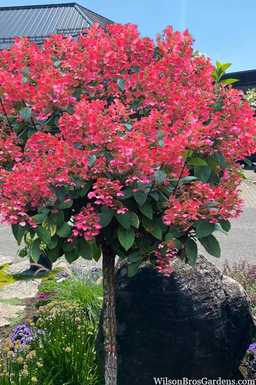 Quick Fire Hydrangea (Single Trunk Tree Form) - 7 Gallon Pot
