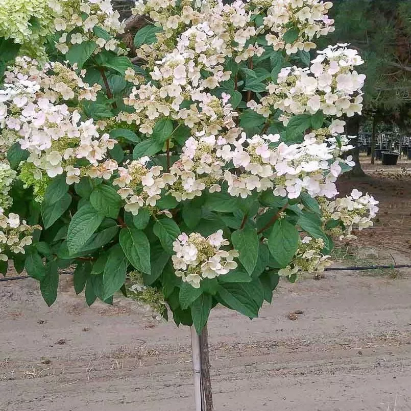Quick Fire Panicle Hydrangea Tree Form
