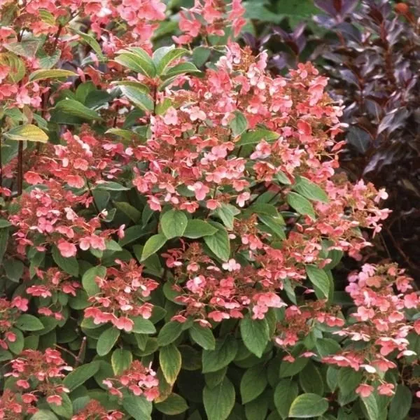 Quick Fire Panicle Hydrangea