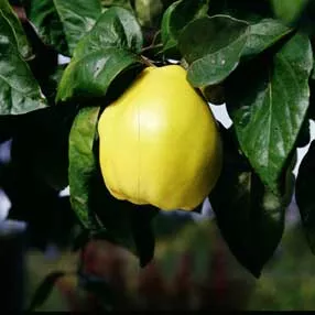 Quince (Aromatnaya)