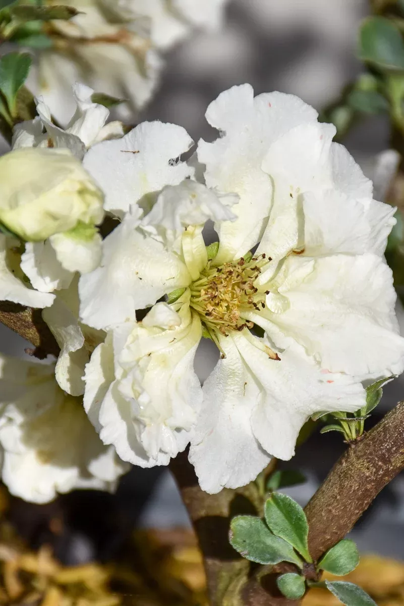 Quince, Eternal White
