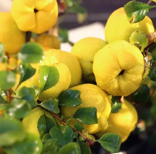 Quince (Orange)