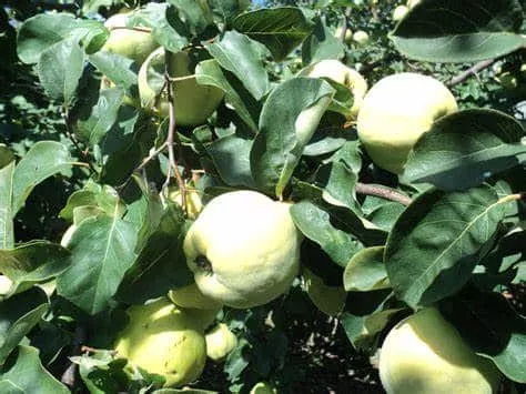 Quince Tree (Cooke’s Jumbo)