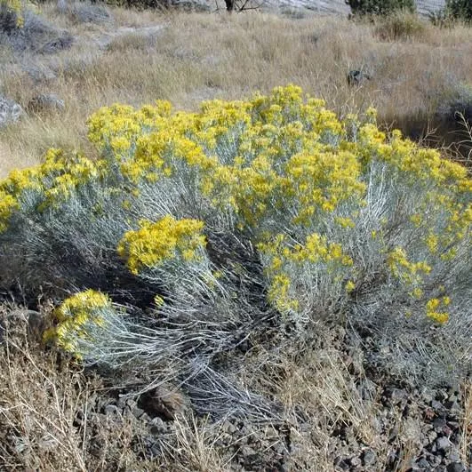 Rabbitbrush