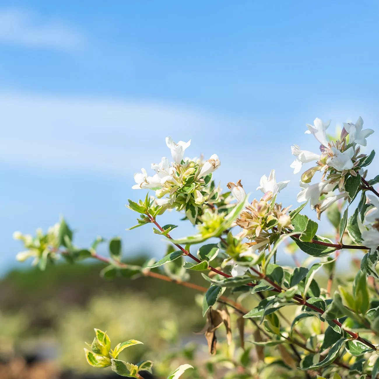 Radiance Abelia Shrub – 3 Gallon