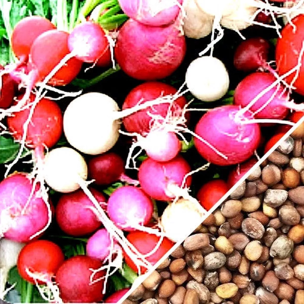 Radish – Easter Egg seeds