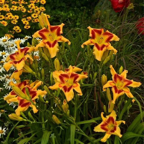 Rainbow Rhythm Tiger Swirl Daylily – #1 Container